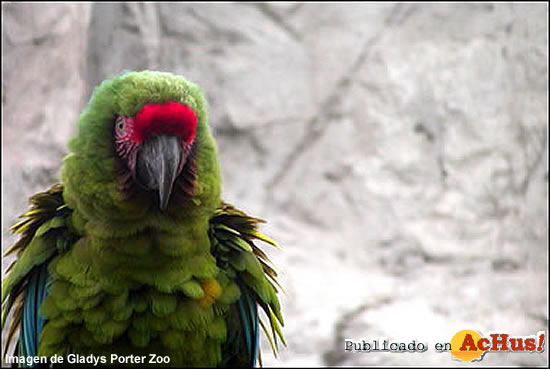 Military Macaw