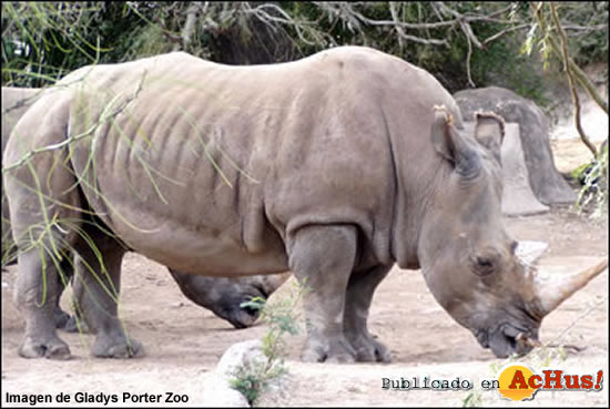 White Rhino