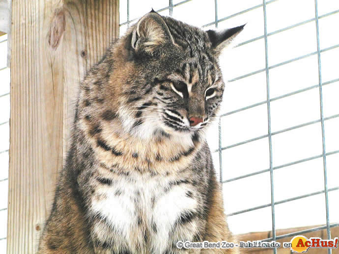 bobcat