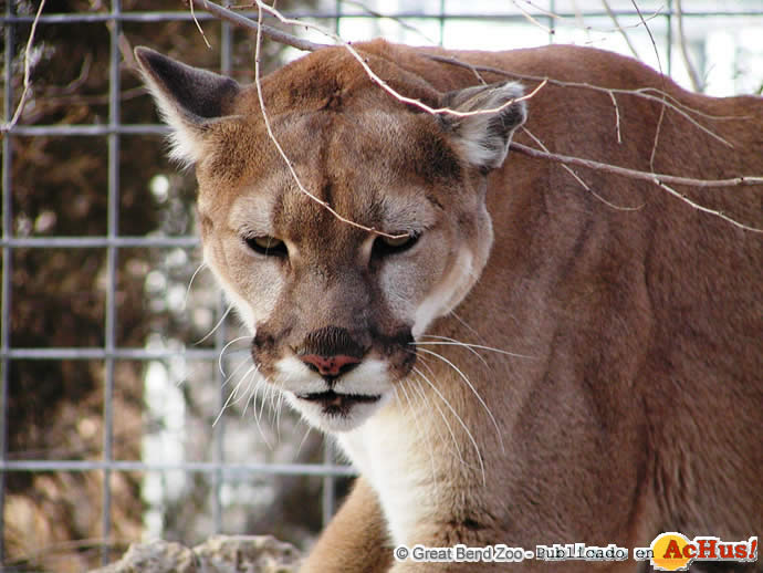 mountain lion