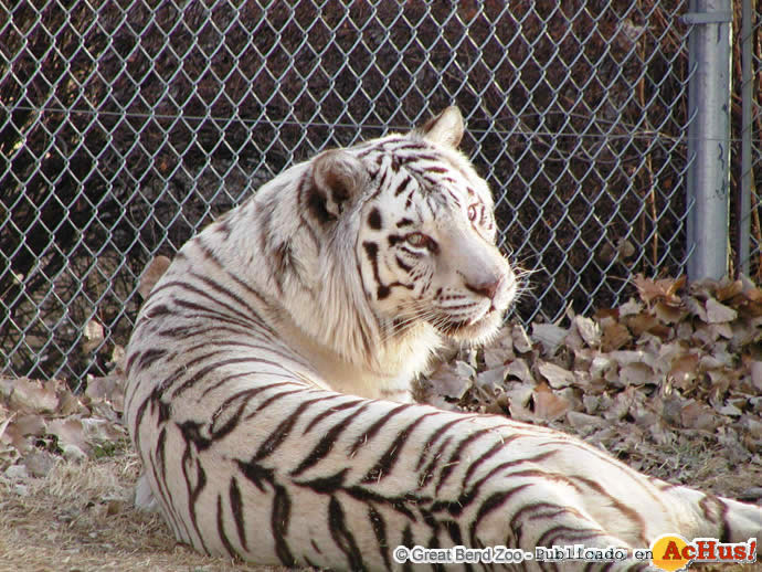 white tiger