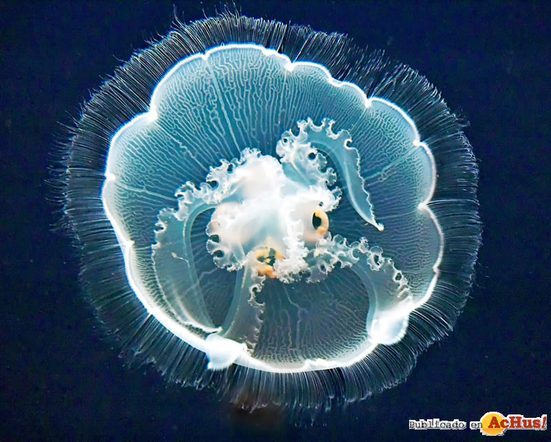 Moon Jelly