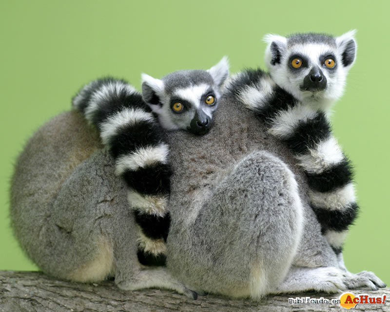 Lemurs