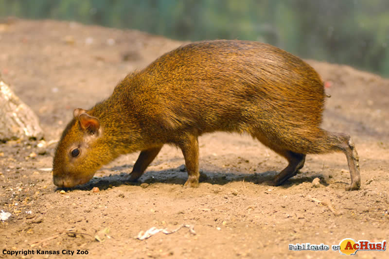 agouti