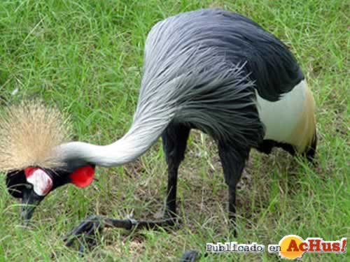 Crowned Crane