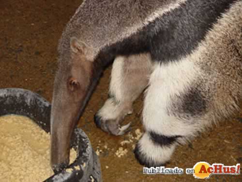 Giant Anteater