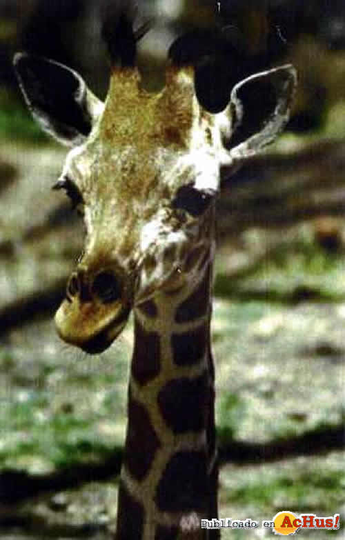 giraffe