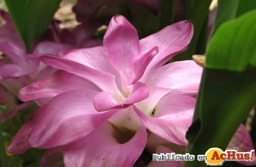 CURCUMA