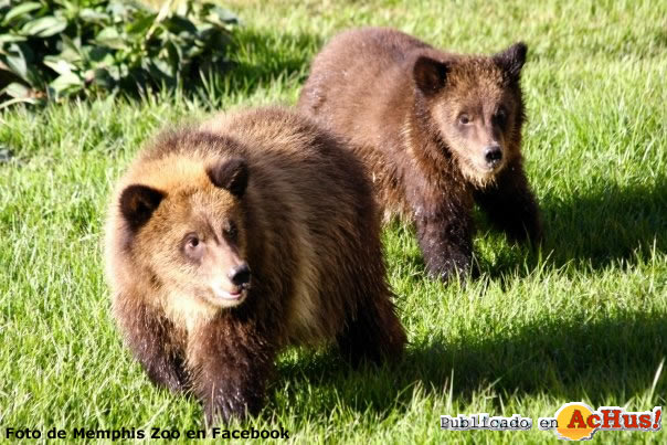 Memphis Zoo 09