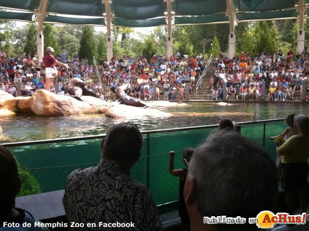 Sea lion show