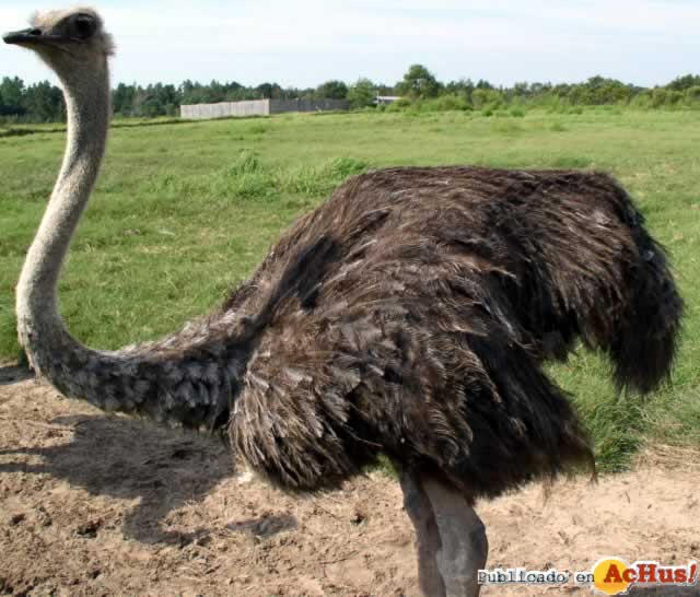 African Ostrich