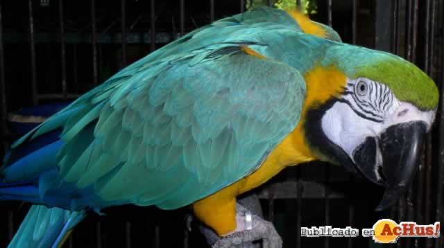 Blue Gold Macaw