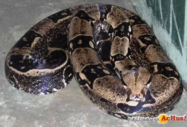 Boa Constrictor