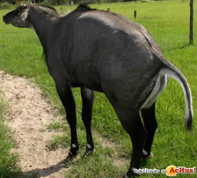 Bull India Nilgai