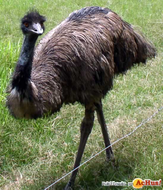 Emu