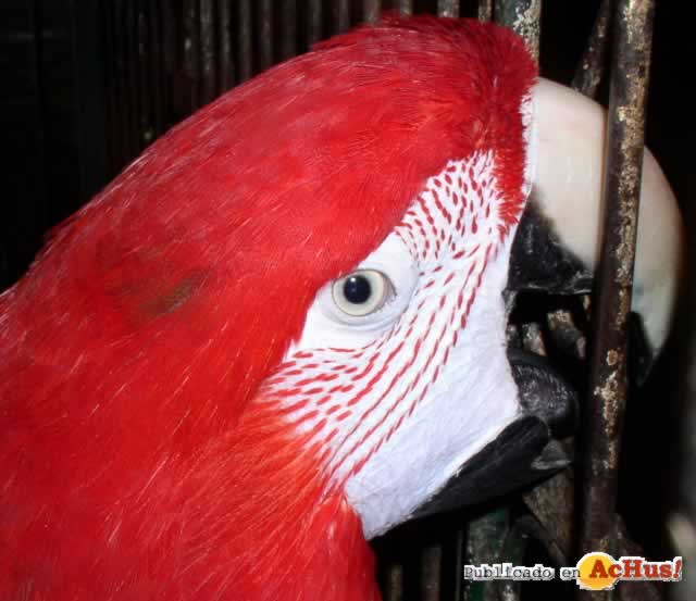 Green Wing Macaw