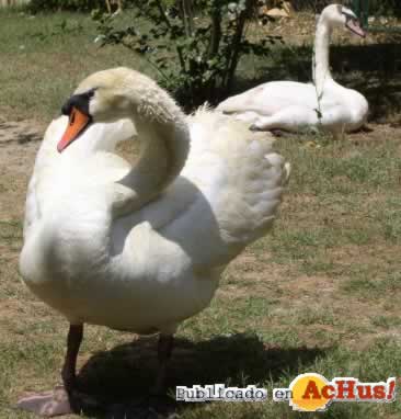 Mute Swan