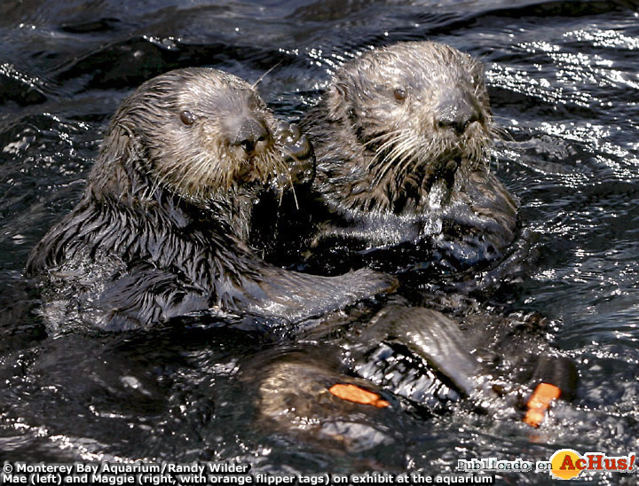 Monterey Bay Aquarium 02