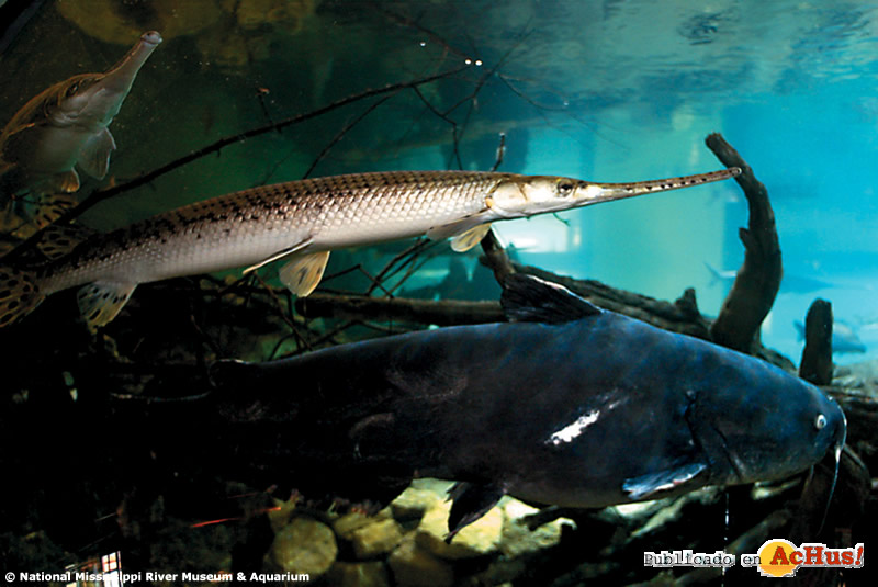 National Mississippi River Museum Aquarium 04