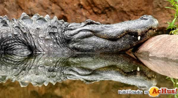 American alligator