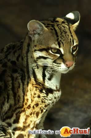 Ocelot