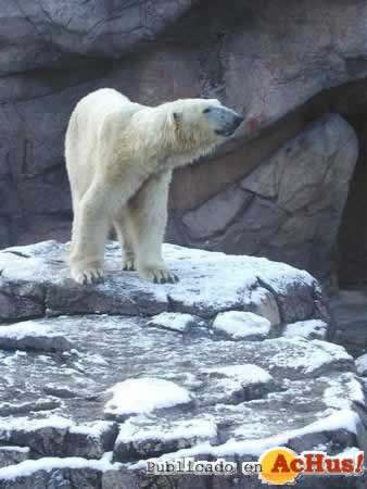 Oso polar