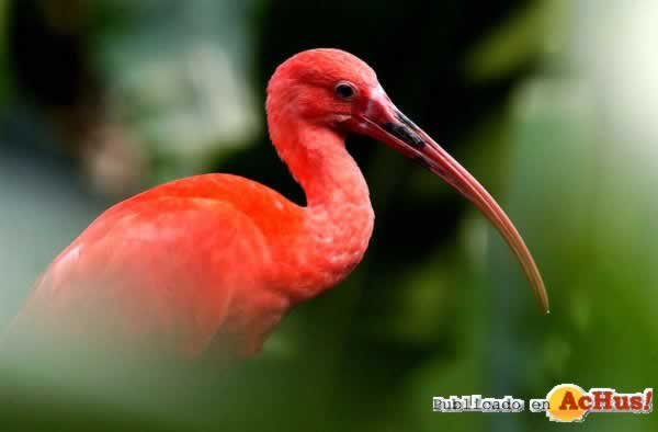 Scarlet ibis