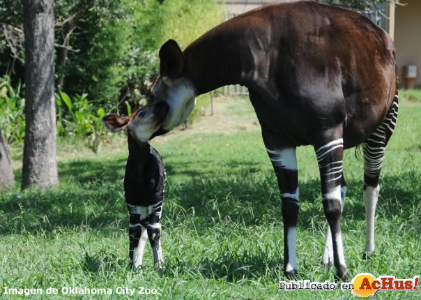 Okapi