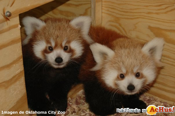 Red Panda