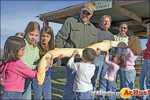 snake show