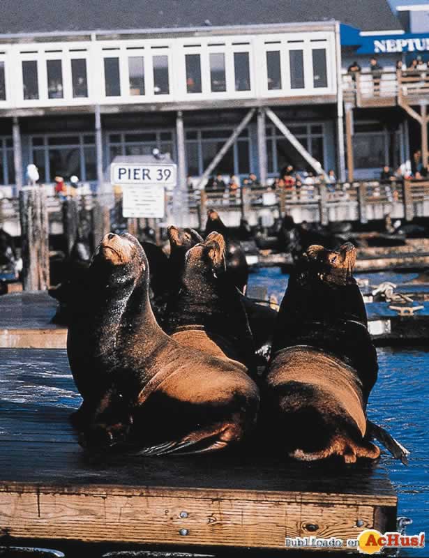 sea lions