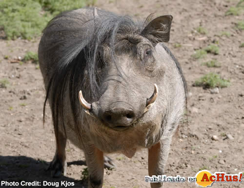 African Warthog