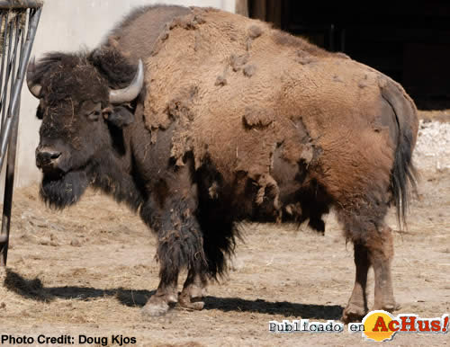 American Bison