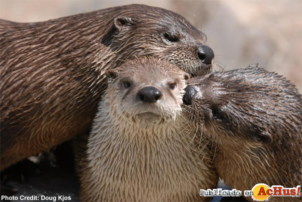 American River Otter