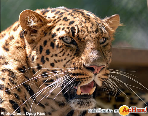 Amur Leopard