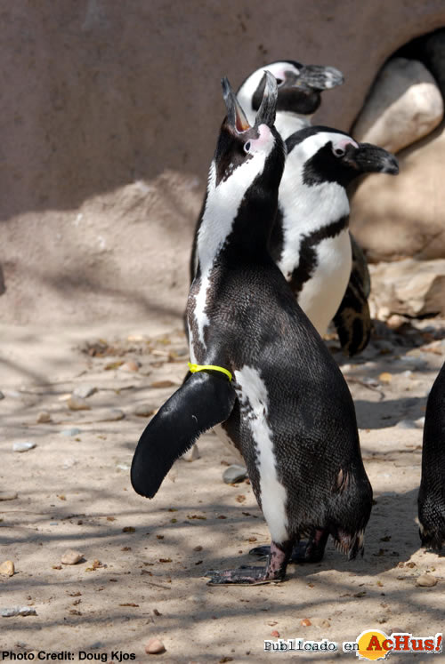 Blackfooted Penguin