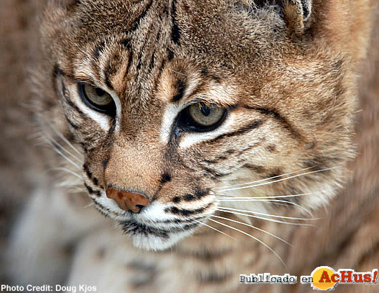 Bobcat