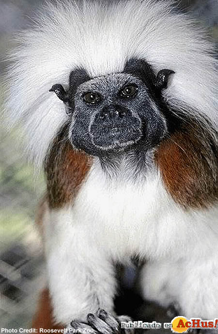 Cotton Top Tamarin