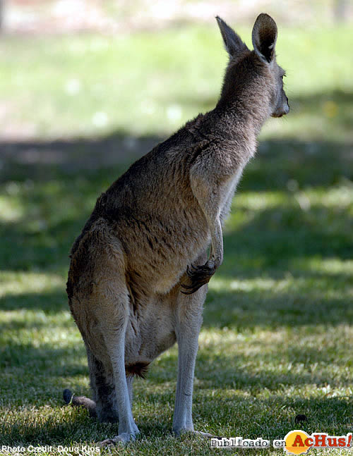 Gray Kangaroo