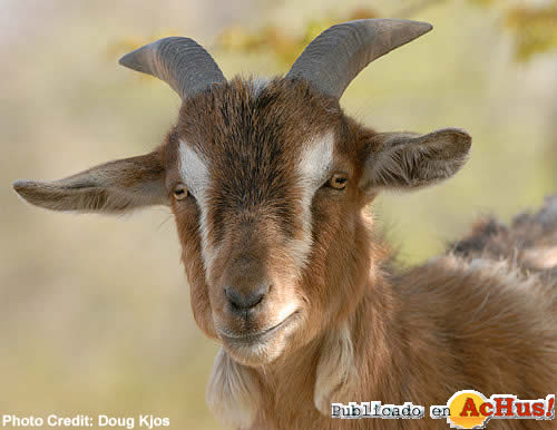 Pygmy Goat