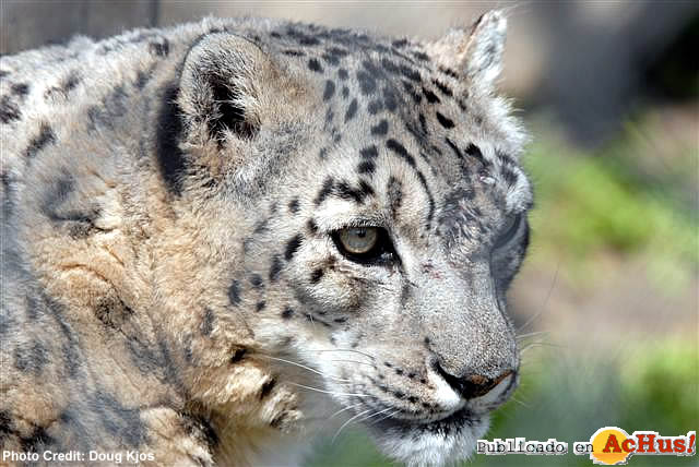 Snow Leopard