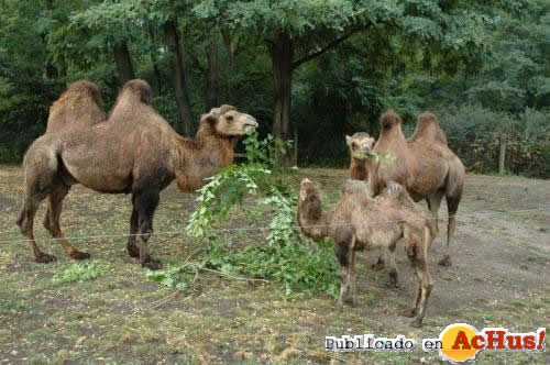 Bactrian Camels