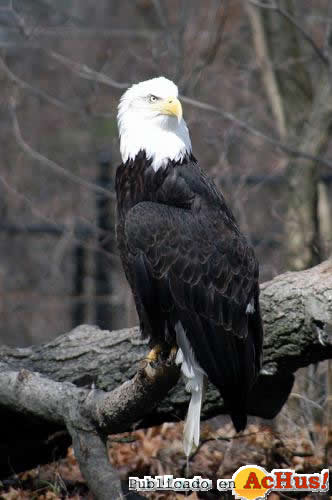 Bald Eagle