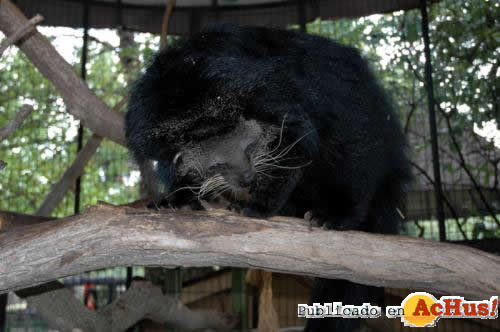 Binturong