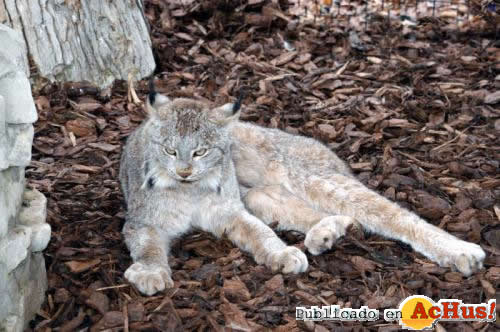 Canadian Lynx