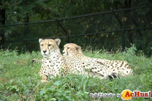 Cheetahs