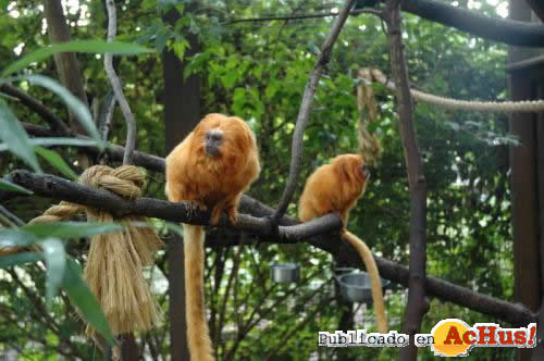 Golden Lion Tamarin