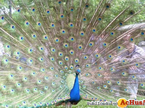 Peafowl