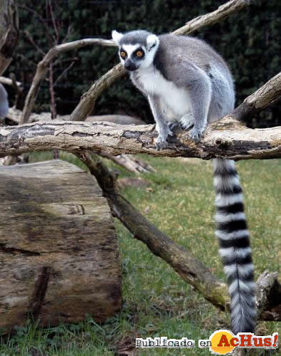 Ring Tailed Lemur