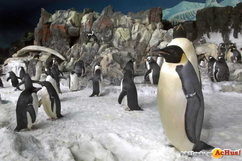 PenguinEncounter